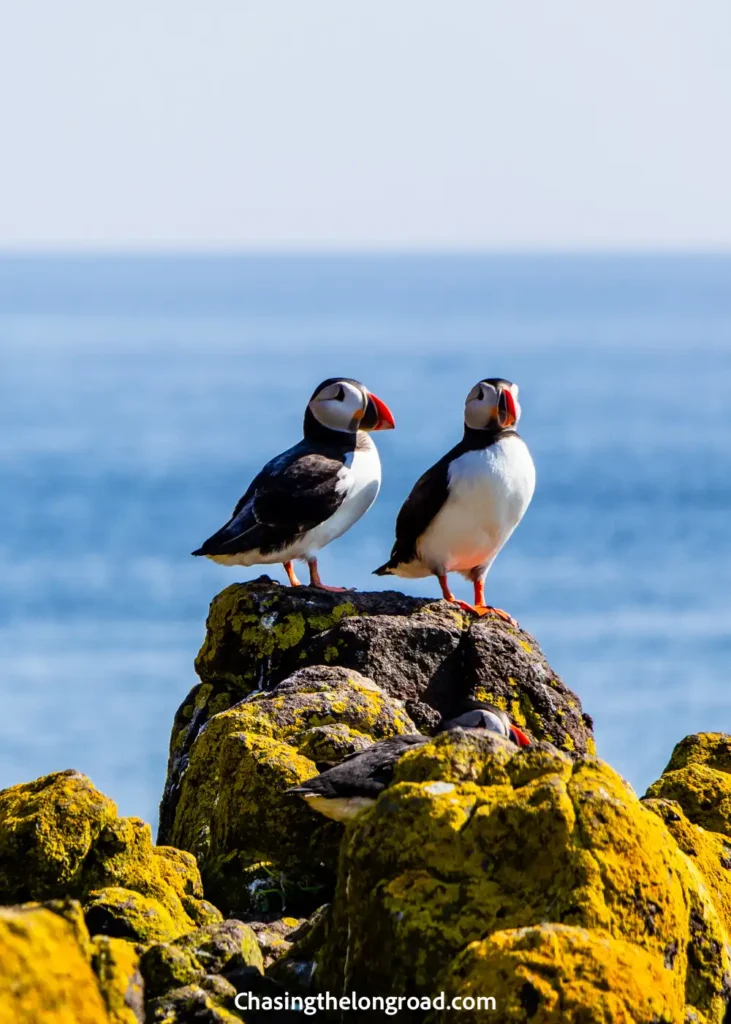 puffins at Isle of May
